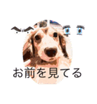 ふうまんスタンプ（個別スタンプ：15）