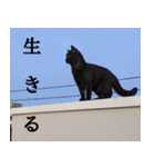 わたしが使う動物スタンプ（個別スタンプ：7）
