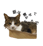 わたしが使う動物スタンプ（個別スタンプ：11）