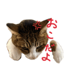 わたしが使う動物スタンプ（個別スタンプ：12）