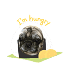 パグ犬のマル（個別スタンプ：1）