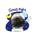 パグ犬のマル（個別スタンプ：5）