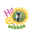 パグ犬のマル（個別スタンプ：7）
