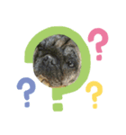パグ犬のマル（個別スタンプ：8）