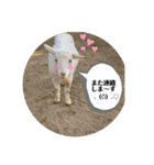 いやしのどうぶつたち（個別スタンプ：1）