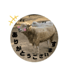 いやしのどうぶつたち（個別スタンプ：4）