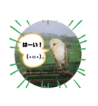 いやしのどうぶつたち（個別スタンプ：5）