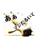 スコティッシュの小次郎（個別スタンプ：8）