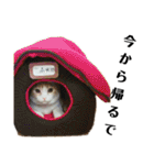 スコティッシュの小次郎（個別スタンプ：10）