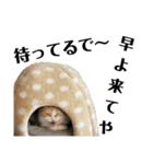 スコティッシュの小次郎（個別スタンプ：26）