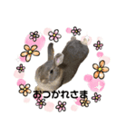 I lovePET 1（個別スタンプ：3）