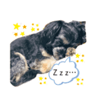 I lovePET 1（個別スタンプ：5）