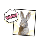 I lovePET 1（個別スタンプ：6）