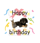 I lovePET 1（個別スタンプ：7）