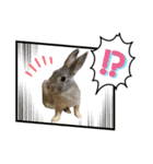 I lovePET 1（個別スタンプ：8）