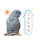 サザナミインコ～うちの子スタンプ～（個別スタンプ：1）