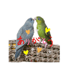 サザナミインコ～うちの子スタンプ～（個別スタンプ：2）