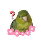 サザナミインコ～うちの子スタンプ～（個別スタンプ：4）