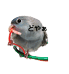 サザナミインコ～うちの子スタンプ～（個別スタンプ：5）