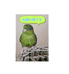 サザナミインコ～うちの子スタンプ～（個別スタンプ：6）