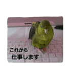 サザナミインコ～うちの子スタンプ～（個別スタンプ：7）