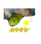 サザナミインコ～うちの子スタンプ～（個別スタンプ：8）