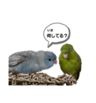 サザナミインコ～うちの子スタンプ～（個別スタンプ：12）
