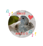 サザナミインコ～うちの子スタンプ～（個別スタンプ：13）