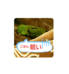 サザナミインコ～うちの子スタンプ～（個別スタンプ：14）