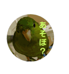 サザナミインコ～うちの子スタンプ～（個別スタンプ：15）