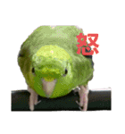 サザナミインコ～うちの子スタンプ～（個別スタンプ：16）