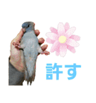 サザナミインコ～うちの子スタンプ～（個別スタンプ：17）