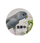 サザナミインコ～うちの子スタンプ～（個別スタンプ：20）