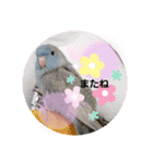 サザナミインコ～うちの子スタンプ～（個別スタンプ：22）