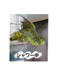 サザナミインコ～うちの子スタンプ～（個別スタンプ：23）