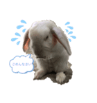 モフモフゆきこちゃん（個別スタンプ：4）