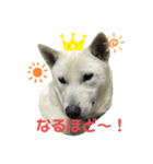 紀州犬ハクのスタンプ4（個別スタンプ：1）