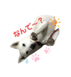 紀州犬ハクのスタンプ4（個別スタンプ：2）