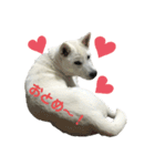 紀州犬ハクのスタンプ4（個別スタンプ：3）