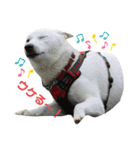 紀州犬ハクのスタンプ4（個別スタンプ：4）