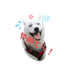 紀州犬ハクのスタンプ4（個別スタンプ：5）