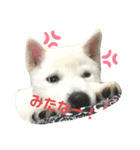 紀州犬ハクのスタンプ4（個別スタンプ：6）