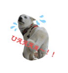 紀州犬ハクのスタンプ4（個別スタンプ：7）
