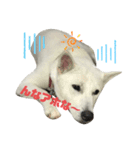 紀州犬ハクのスタンプ4（個別スタンプ：12）