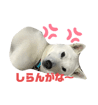 紀州犬ハクのスタンプ4（個別スタンプ：15）