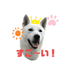 紀州犬ハクのスタンプ4（個別スタンプ：16）