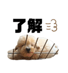 ふじもとそら2（個別スタンプ：9）