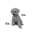 りぽこたち（個別スタンプ：1）