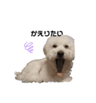 りぽこたち（個別スタンプ：17）