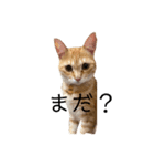 nikoandk2（個別スタンプ：2）